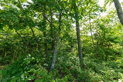 property photo for Cedar Creek Tract 61, 5.89 acres for sale in Perry County, Tennessee