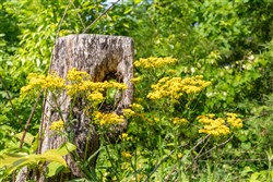 property photo for Cedar Creek Tract 61, 5.89 acres for sale in Perry County, Tennessee