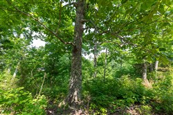 property photo for Cedar Creek Tract 61, 5.89 acres for sale in Perry County, Tennessee