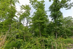 property photo for Cedar Creek Tract 62, 5.5 acres for sale in Perry County, Tennessee