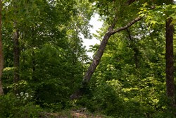 property photo for Cedar Creek Tract 63, 5.63 acres for sale in Perry County, Tennessee