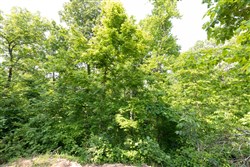 property photo for Cedar Creek Tract 63, 5.63 acres for sale in Perry County, Tennessee
