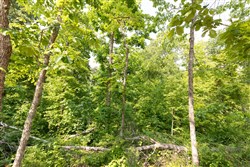 property photo for Cedar Creek Tract 63, 5.63 acres for sale in Perry County, Tennessee
