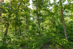 Cedar Creek Tract 64