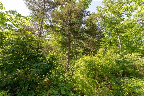 Cedar Creek Tract 64