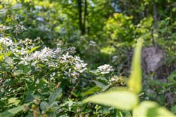 Cedar Creek Tract 64