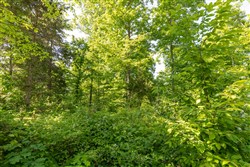 Cedar Creek Tract 64