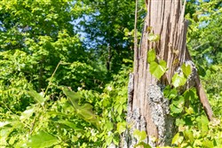 property photo for Cedar Creek Tract 65, 5.19 acres for sale in Perry County, Tennessee