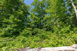 property photo for Cedar Creek Tract 65, 5.19 acres for sale in Perry County, Tennessee