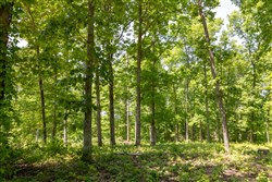 property photo for Cedar Creek Tract 66, 6.11 acres for sale in Perry County, Tennessee