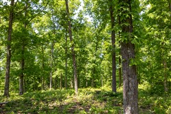 property photo for Cedar Creek Tract 66, 6.11 acres for sale in Perry County, Tennessee
