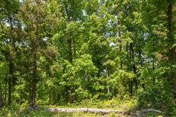 property photo for Cedar Creek Tract 66, 6.11 acres for sale in Perry County, Tennessee