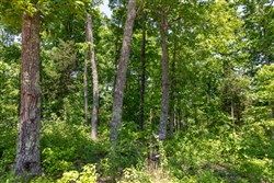 property photo for Cedar Creek Tract 66, 6.11 acres for sale in Perry County, Tennessee