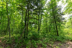 property photo for Cedar Creek Tract 7, 8.04 acres for sale in Perry County, Tennessee