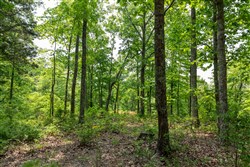 property photo for Cedar Creek Tract 7, 8.04 acres for sale in Perry County, Tennessee