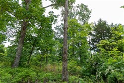 property photo for Cedar Creek Tract 9, 6.22 acres for sale in Perry County, Tennessee