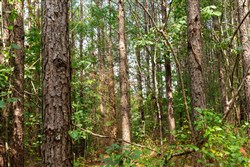 Harvest Ridge Tract 10