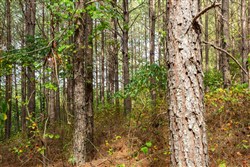 Harvest Ridge Tract 10