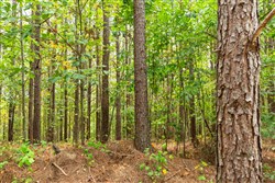 Harvest Ridge Tract 3