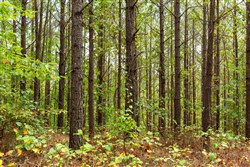 Harvest Ridge Tract 3