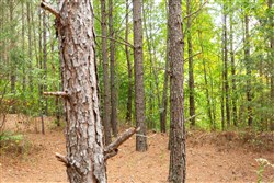 Harvest Ridge Tract 3