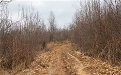 property photo for Southwind Ranch Tract 14, 5.48 acres for sale in Perry County, Tennessee