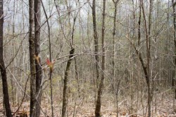 property photo for Hidden Hills Tract 1, 11.02 acres for sale in Sequatchie County, Tennessee