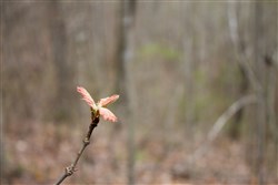 property photo for Hidden Hills Tract 1, 11.02 acres for sale in Sequatchie County, Tennessee