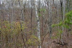 Hidden Hills Tract 11