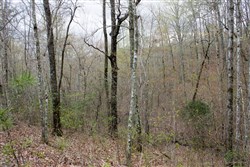 Hidden Hills Tract 11
