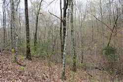 Hidden Hills Tract 11