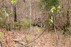 Hidden Hills Tract 11