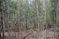 Hidden Hills Tract 15