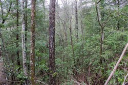 property photo for Hidden Hills Tract 16, 5.78 acres for sale in Sequatchie County, Tennessee