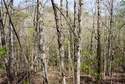 Hidden Hills Tract 17