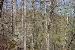 property photo for Hidden Hills Tract 18, 6.84 acres for sale in Sequatchie County, Tennessee