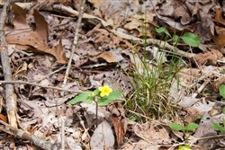 property photo for Hidden Hills Tract 20, 7.16 acres for sale in Sequatchie County, Tennessee