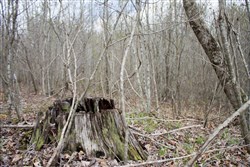 property photo for Hidden Hills Tract 21, 6.48 acres for sale in Sequatchie County, Tennessee