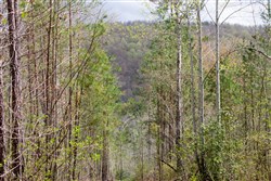 property photo for Hidden Hills Tract 24, 5.04 acres for sale in Sequatchie County, Tennessee