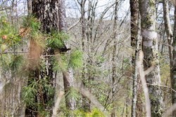 property photo for Hidden Hills Tract 28, 5.09 acres for sale in Sequatchie County, Tennessee