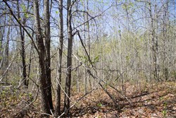 Hidden Hills Tract 31