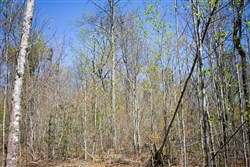 Hidden Hills Tract 31