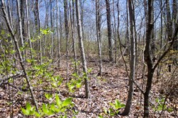 Hidden Hills Tract 31