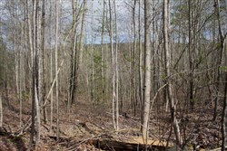 property photo for Hidden Hills Tract 32, 7.55 acres for sale in Sequatchie County, Tennessee