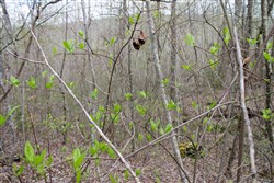 property photo for Hidden Hills Tract 33, 7.7 acres for sale in Sequatchie County, Tennessee