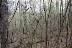 property photo for Hidden Hills Tract 34, 11.35 acres for sale in Sequatchie County, Tennessee