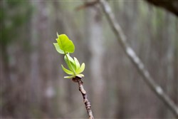 property photo for Hidden Hills Tract 34, 11.35 acres for sale in Sequatchie County, Tennessee