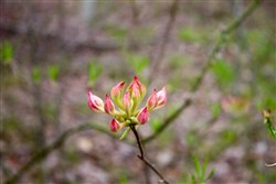property photo for Hidden Hills Tract 35, 10.91 acres for sale in Sequatchie County, Tennessee