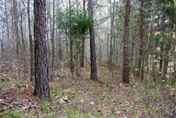 property photo for Hidden Hills Tract 35, 10.91 acres for sale in Sequatchie County, Tennessee