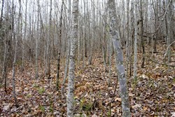 property photo for Hidden Hills Tract 36, 11.54 acres for sale in Sequatchie County, Tennessee